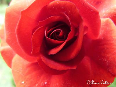 Photos de roses.